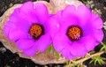 Coppia portulache - ( due fiori violetto/fucsia )